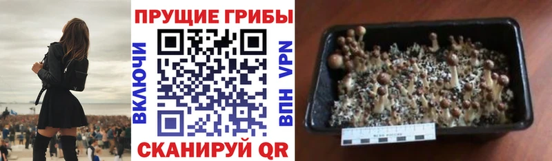 Купить закладки  Ангарск  Псилоцибиновые грибы прущие грибы 